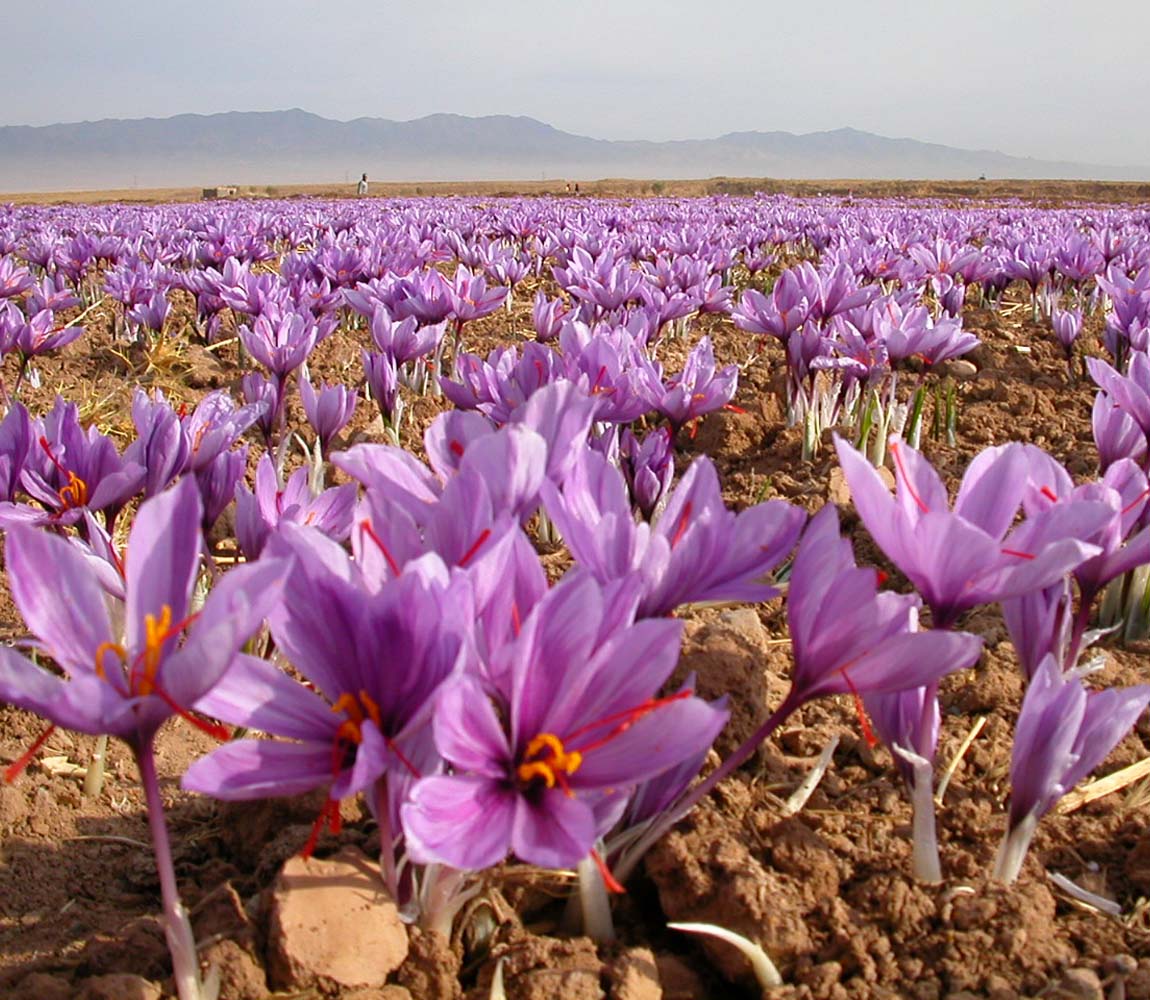 Viridian Magnesium, B6 and Saffron 60 Capsules