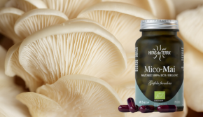 Hifas Da Terra
