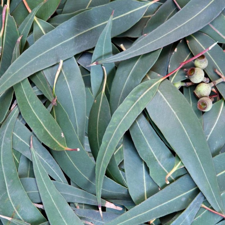Absolute Aromas Eucalyptus Citriodora Essential Oil 6