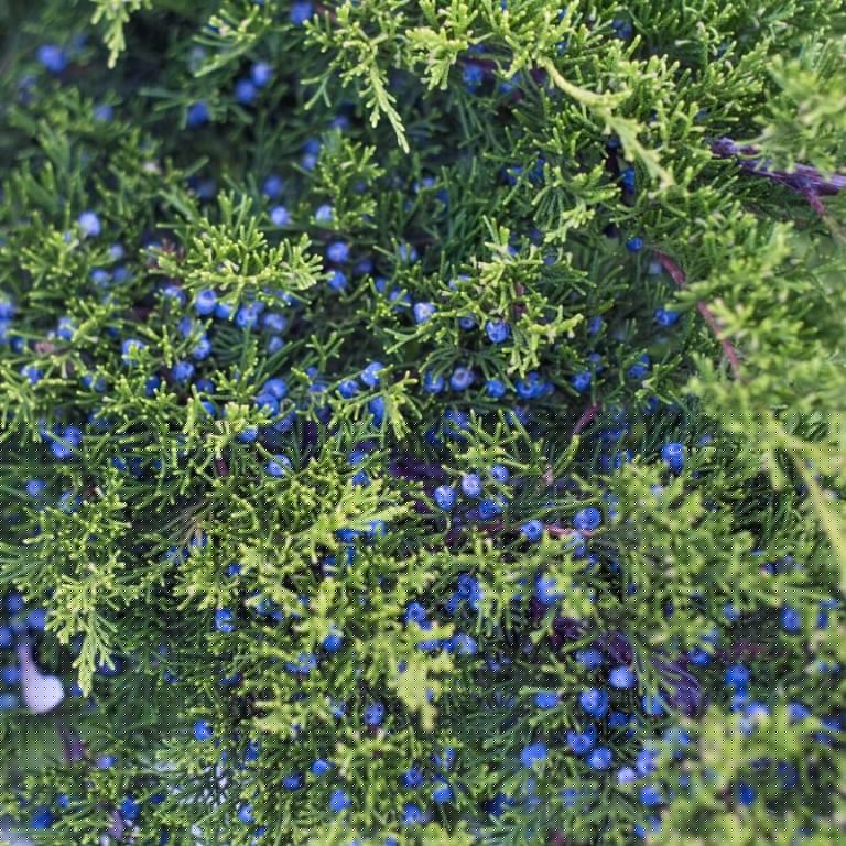 Absolute Aromas Juniperberry Essential Oil 3