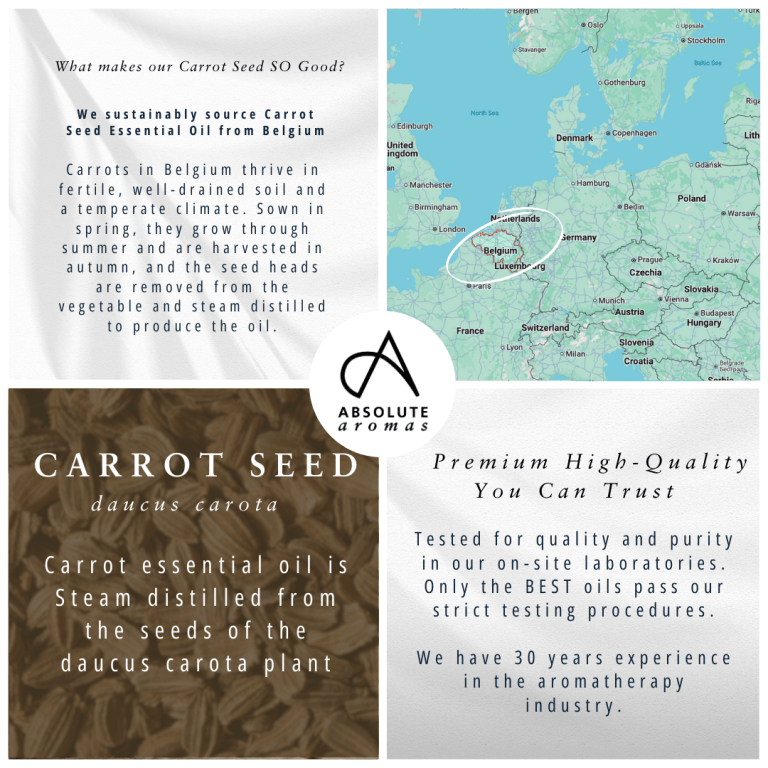 Absolute Aromas Carrot Seed Essential Oil 3