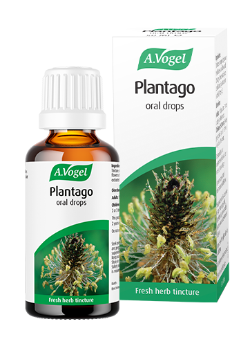 A.Vogel Plantago lanceolata image 1