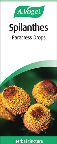 Spilanthes oleracea image 2