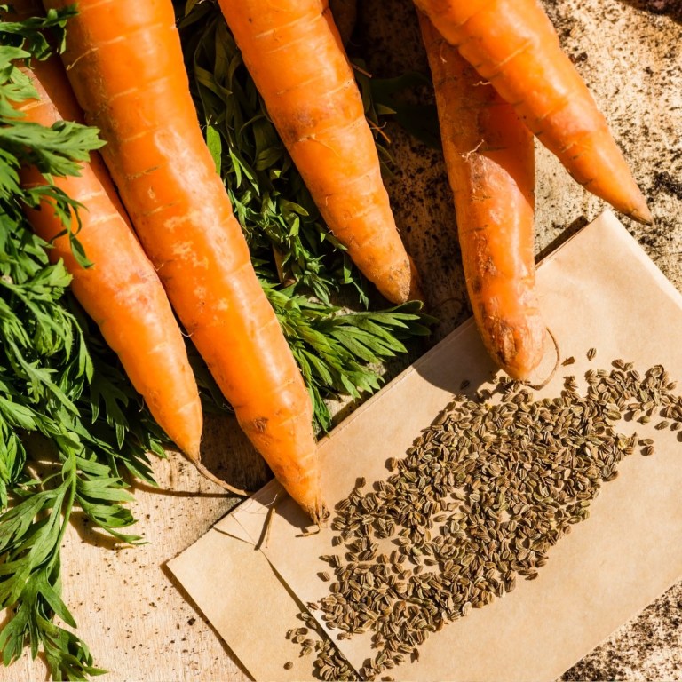 Absolute Aromas Carrot Seed Essential Oil 4