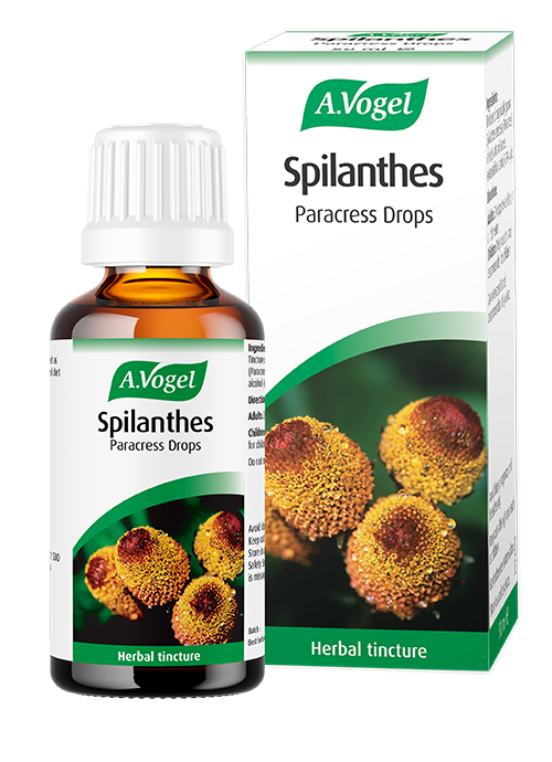 Spilanthes oleracea image 1