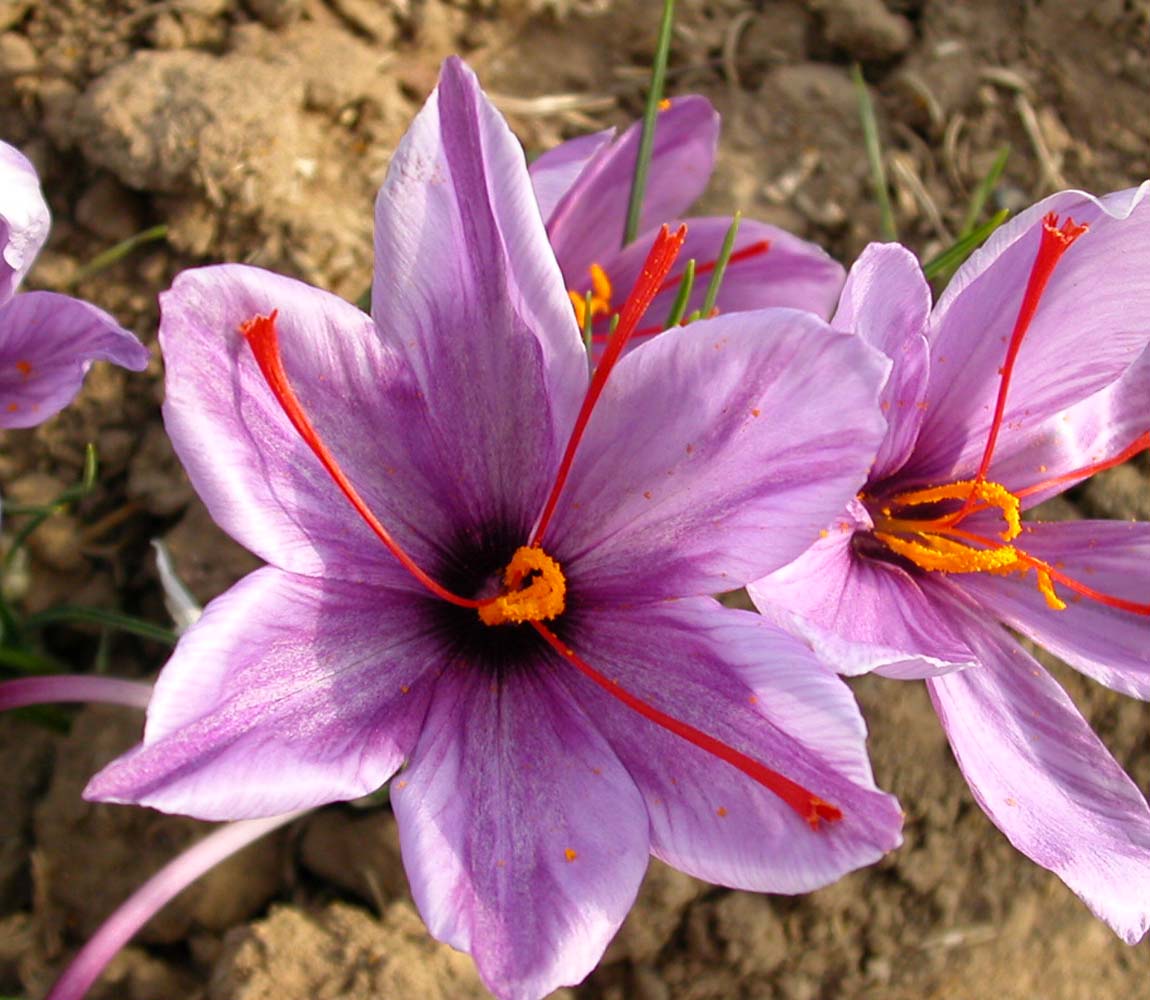 Viridian Saffron Extract Capsules image 1