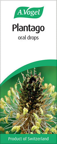 A.Vogel Plantago lanceolata image 4