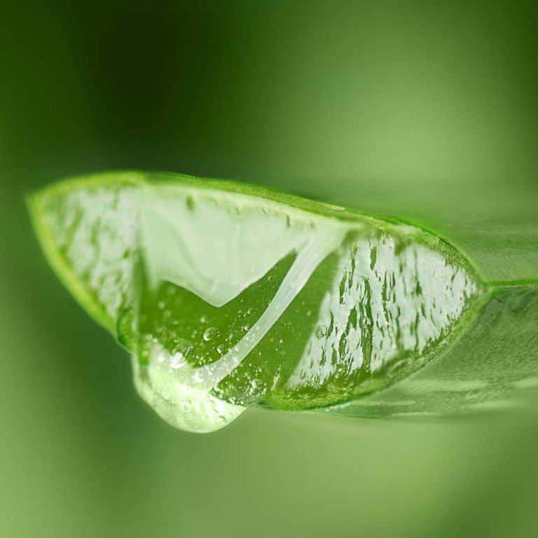 Absolute Aromas Aloe Vera Gel 4