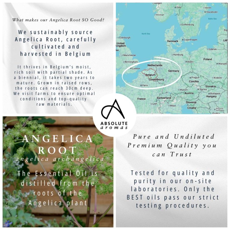 Absolute Aromas Angelica Root Essential Oil 3
