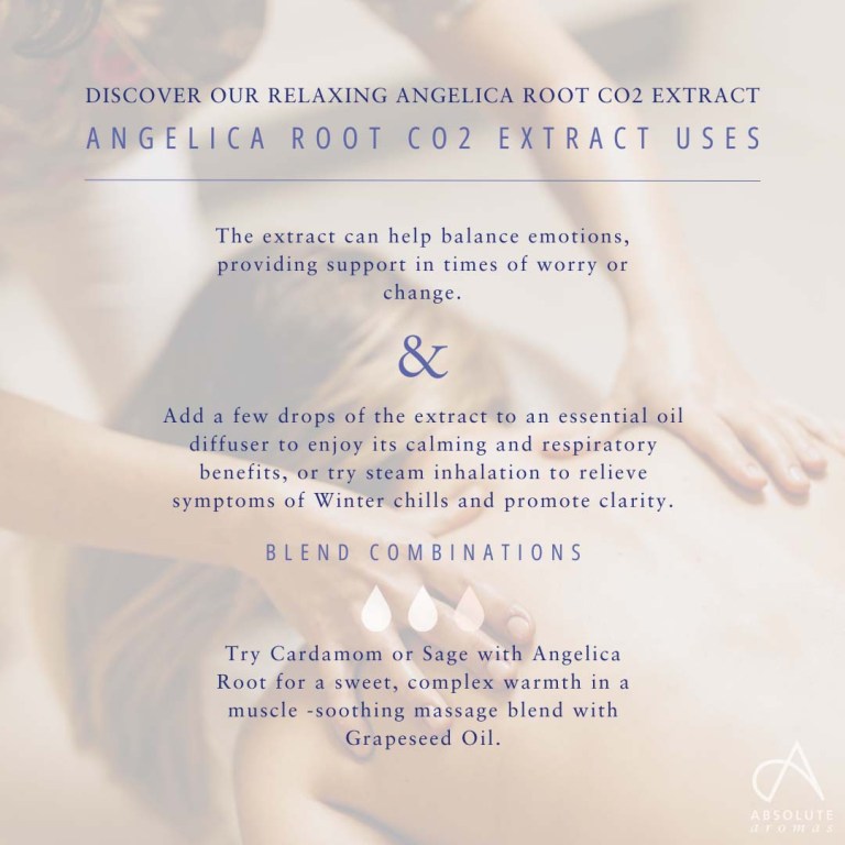 Absolute Aromas Angelica Root CO2 Extract 3