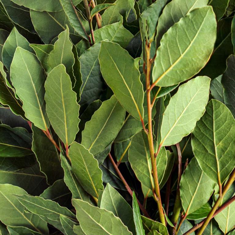 Absolute Aromas Bay Laurel Essential Oil 3