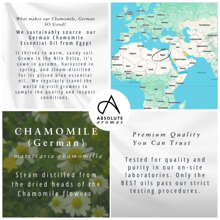 Absolute Aromas Chamomile, German Essential Oil 4