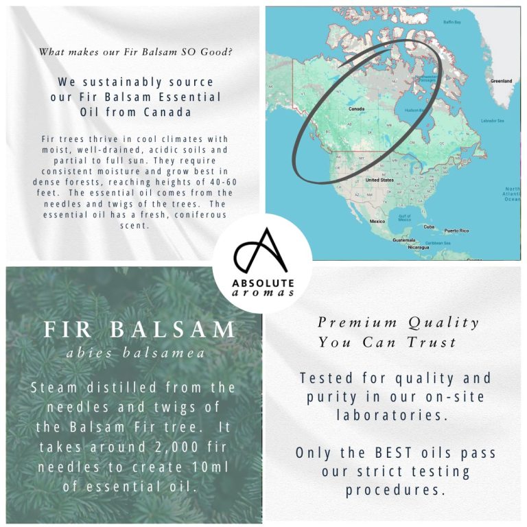 Absolute Aromas Fir Balsam Essential Oil 4
