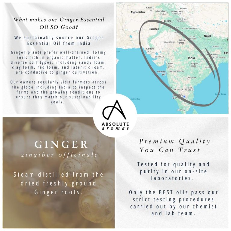 Absolute Aromas Ginger Essential Oil 3