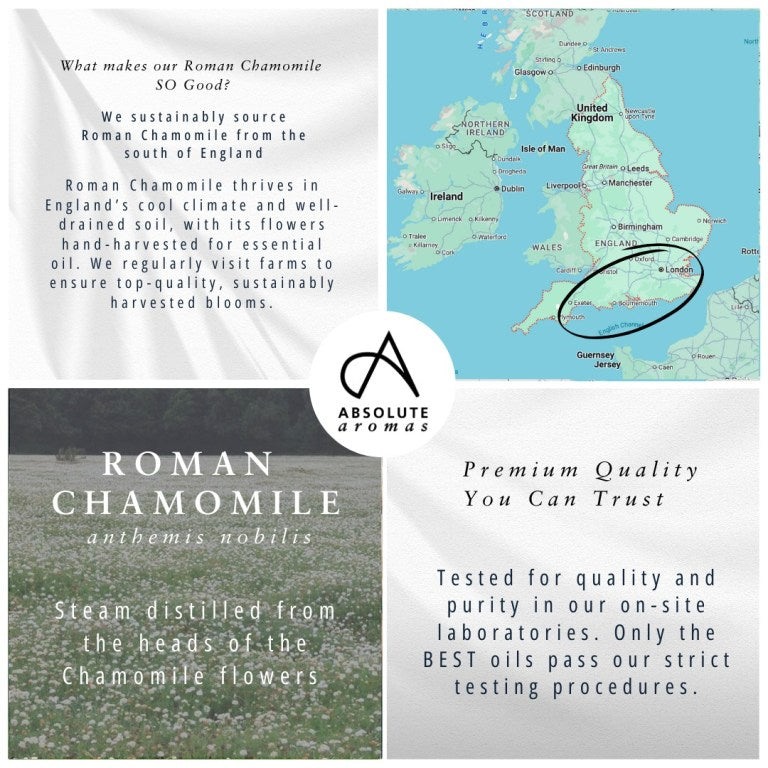 Absolute Aromas Chamomile Essential Oil (Roman) 4