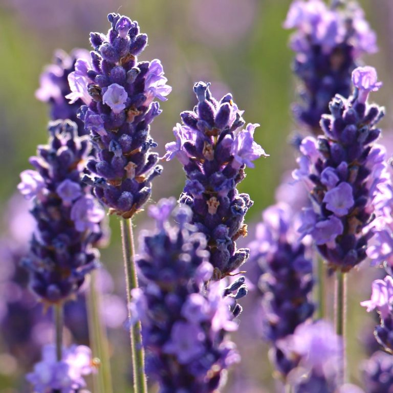 Absolute Aromas Lavender High Altitude Essential Oil