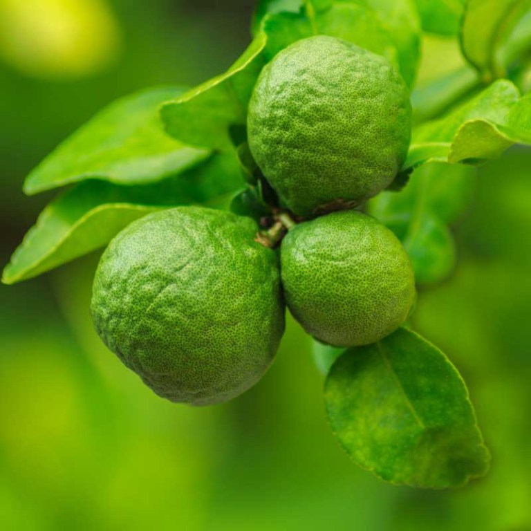 Absolute Aromas Bergamot FCF Essential Oil 7