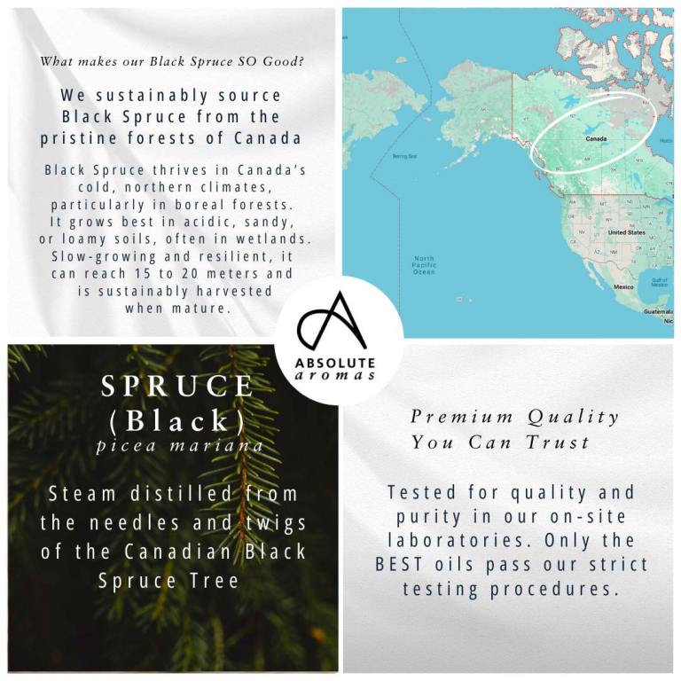Absolute Aromas Black Spruce Essential Oil 4