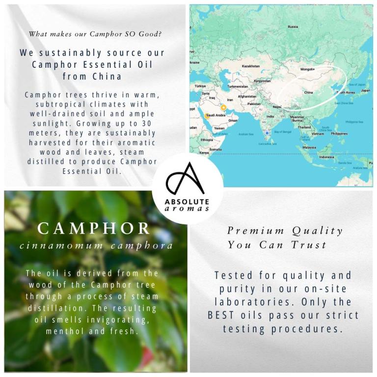 Absolute Aromas Camphor Essential Oil 5
