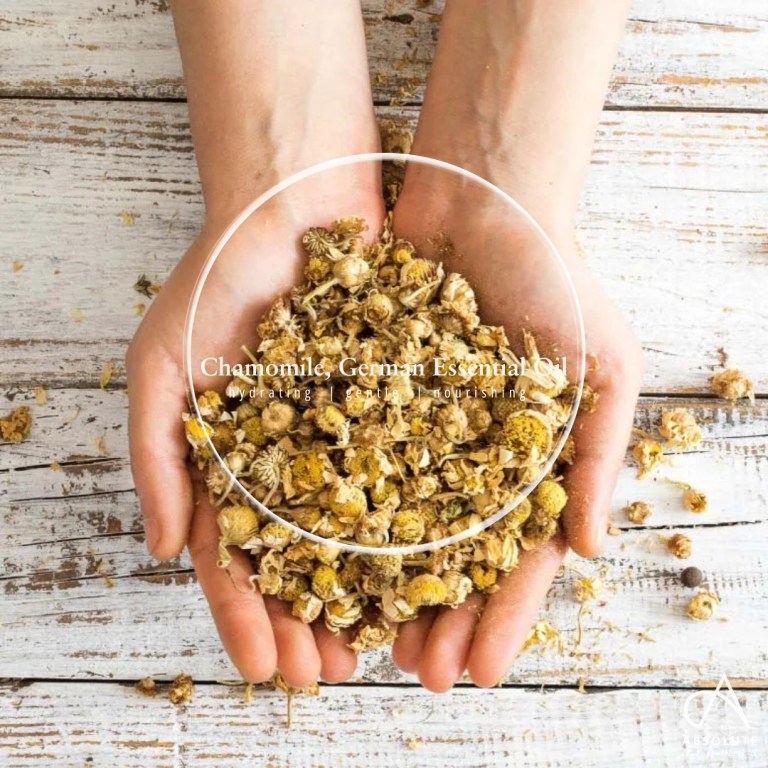 Absolute Aromas Chamomile, German Essential Oil 6