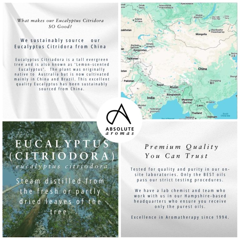 Absolute Aromas Eucalyptus Citriodora Essential Oil 4