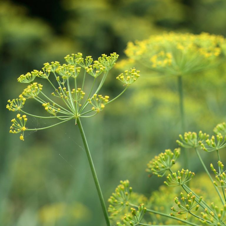 Absolute Aromas Fennel, Sweet Essential Oil 3
