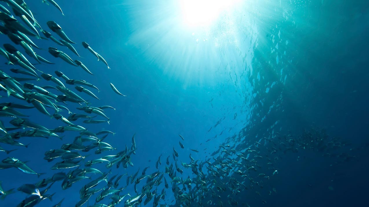 Pharma Nord Bio-Fish Oil 3