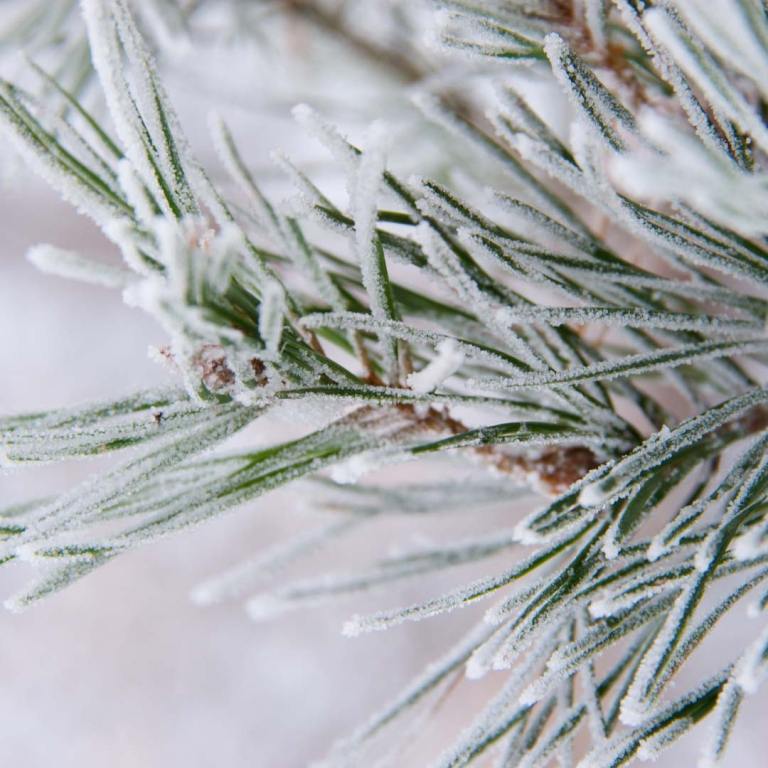 Absolute Aromas Frosted Forest Aromatherapy Blend 5