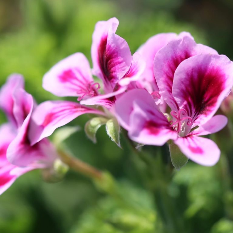 Absolute Aromas Geranium, Bourbon
