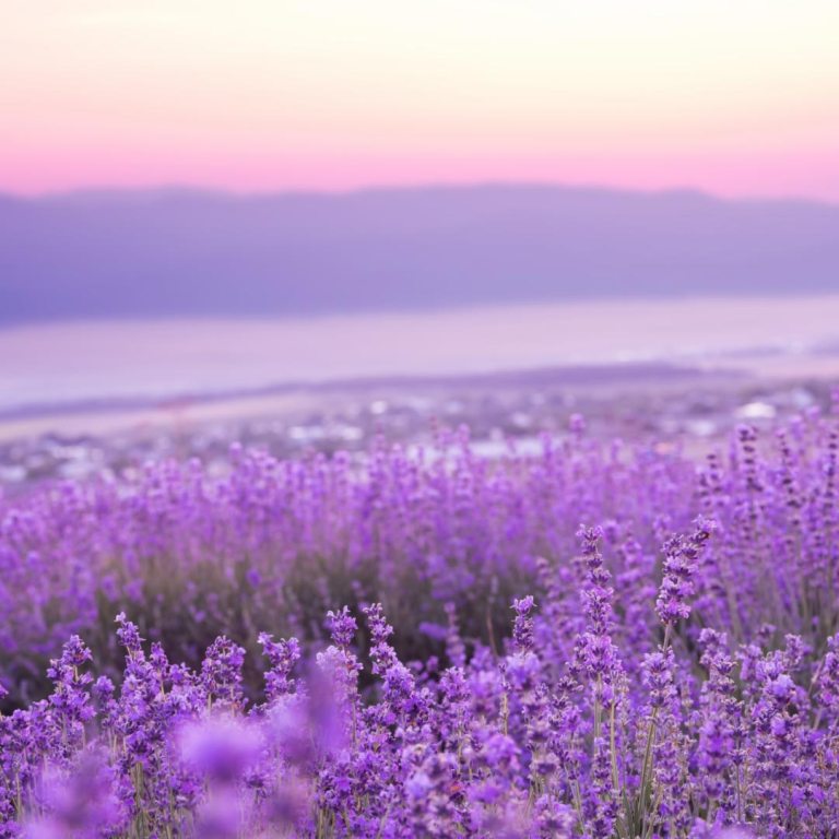 Absolute Aromas Relaxation Essential Blend 5