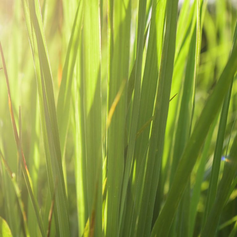 Absolute Aromas Lemongrass Essential Oil