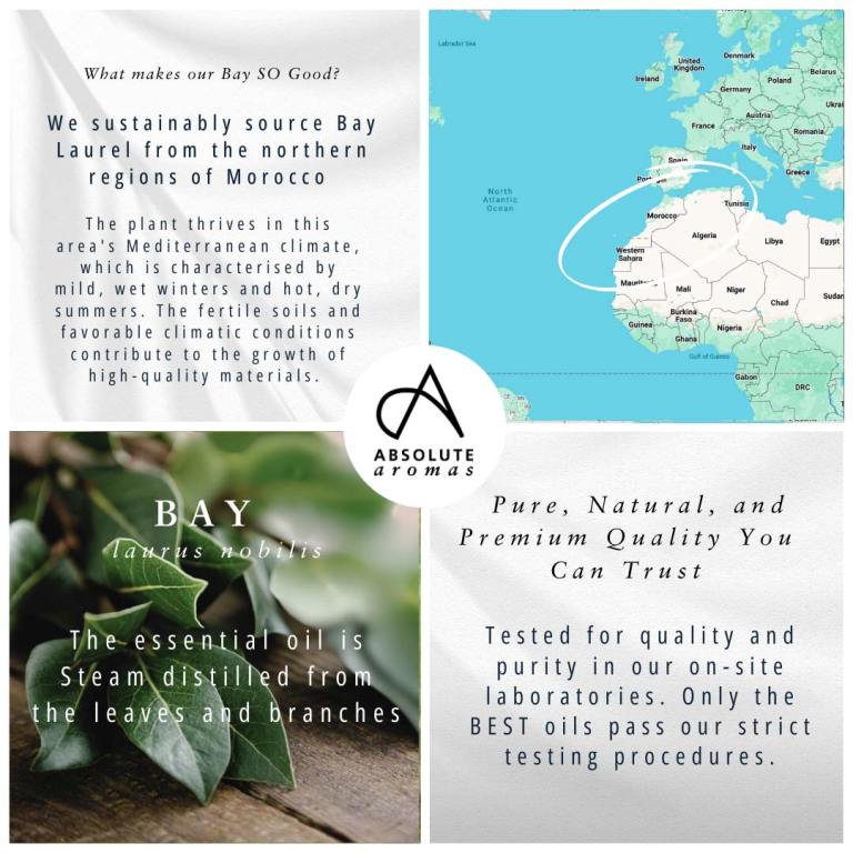 Absolute Aromas Bay Laurel Essential Oil 4