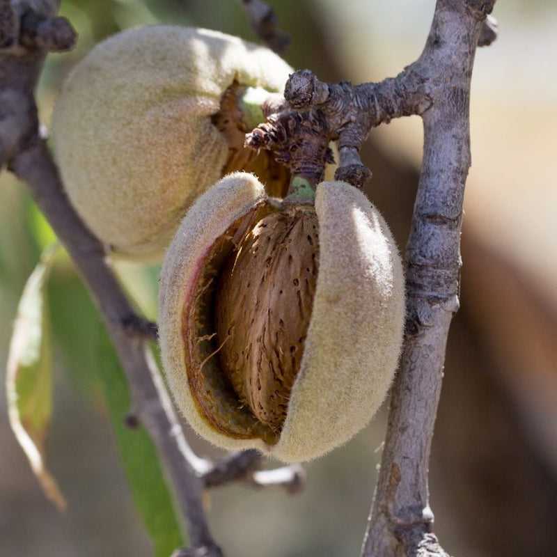 Alteya Organics Certified Organic Sweet Almond Oil 4