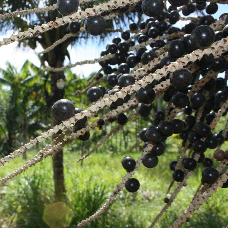 Alteya Organics Certified Organic Acai Berry Oil 5