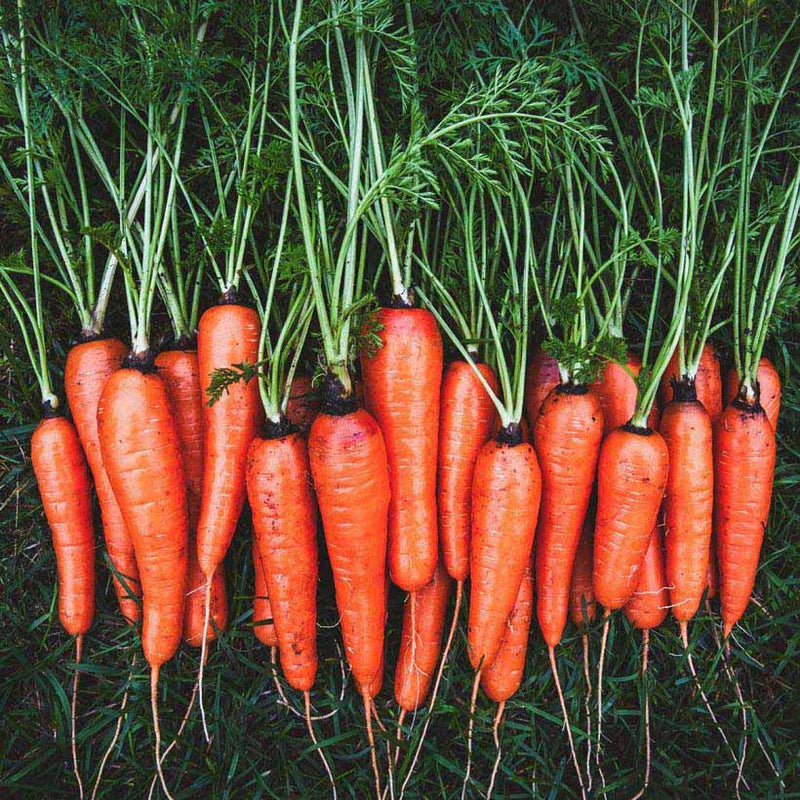 Alteya Organics Certified Organic Carrot Seed Oil 4