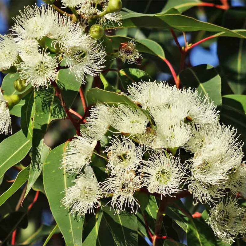 Alteya Organics Certified Organic Eucalyptus Oil 4