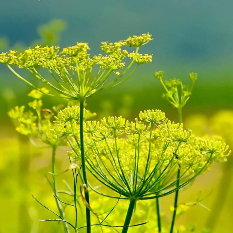 Alteya Organics Certified Organic Fennel Oil 4