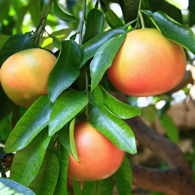 Alteya Organics Certified Organic Grapefruit Oil 4
