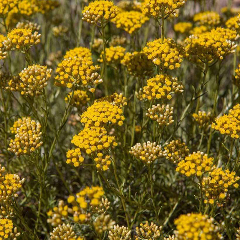 Alteya Organics Certified Organic Helichrysum Oil (immortelle) 4