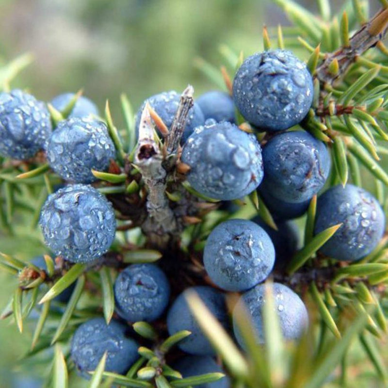 Alteya Organics Certified Organic Juniper Berry Oil 4