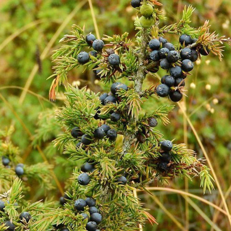 Alteya Organics Certified Organic Juniper Berry Oil 5