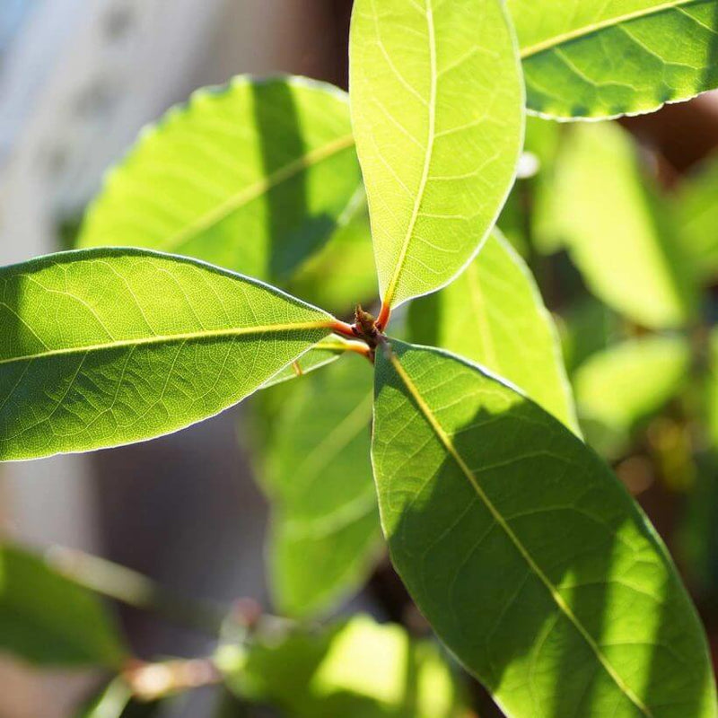 Alteya Organics Certified Organic Laurel Bay Leaf 4