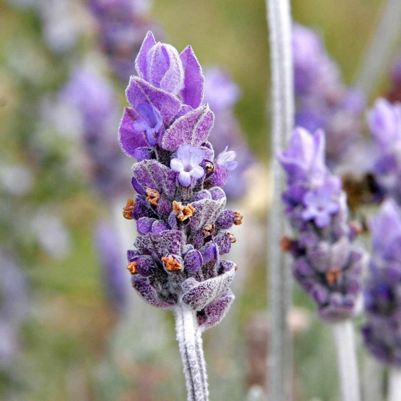 Alteya Organics Certified Organic Lavender Oil 6