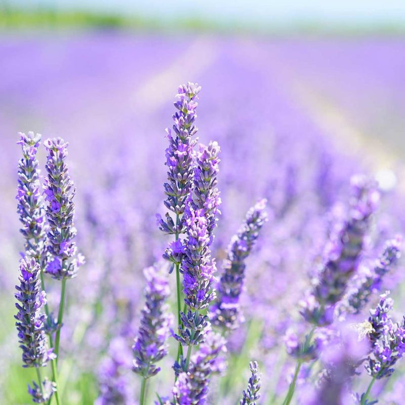 Alteya Organics Certified Organic Lavender Oil 7