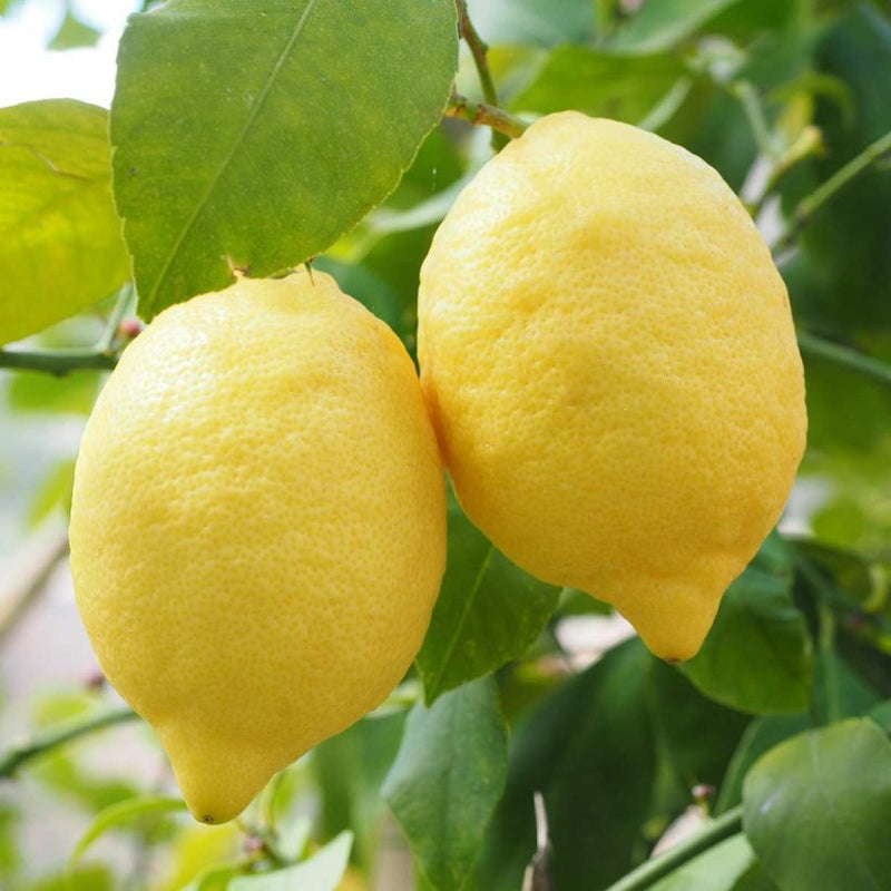 Alteya Organics Certified Organic Lemon Oil 5