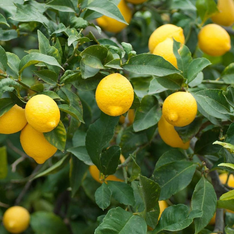 Alteya Organics Certified Organic Lemon Oil 4