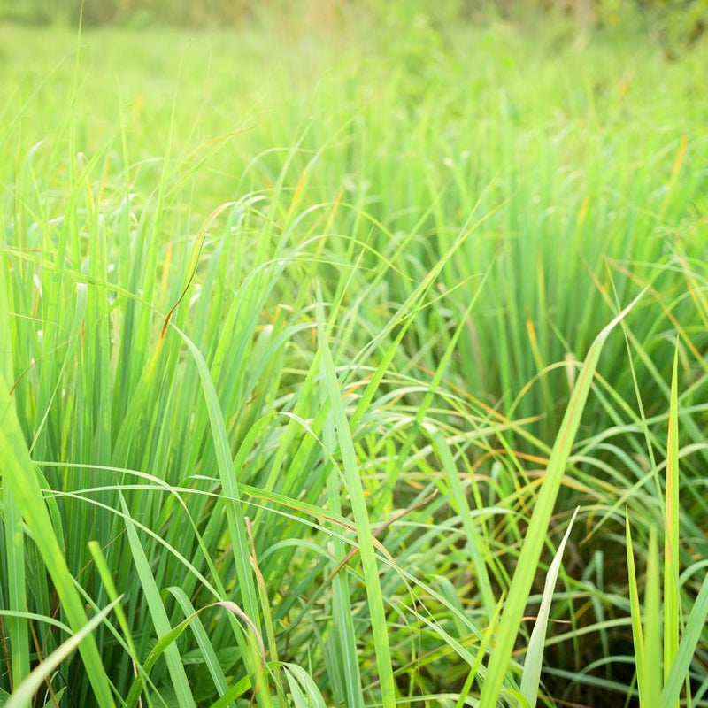 Alteya Organics Certified Organic Lemongrass Oil 3