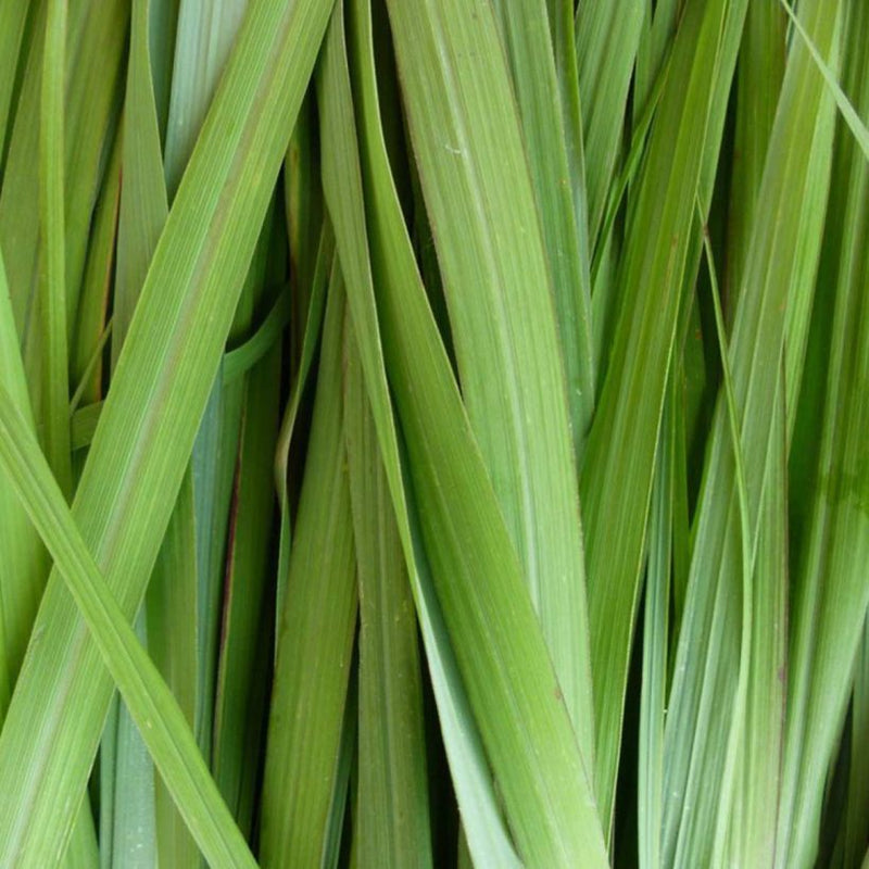 Alteya Organics Certified Organic Lemongrass Oil 5