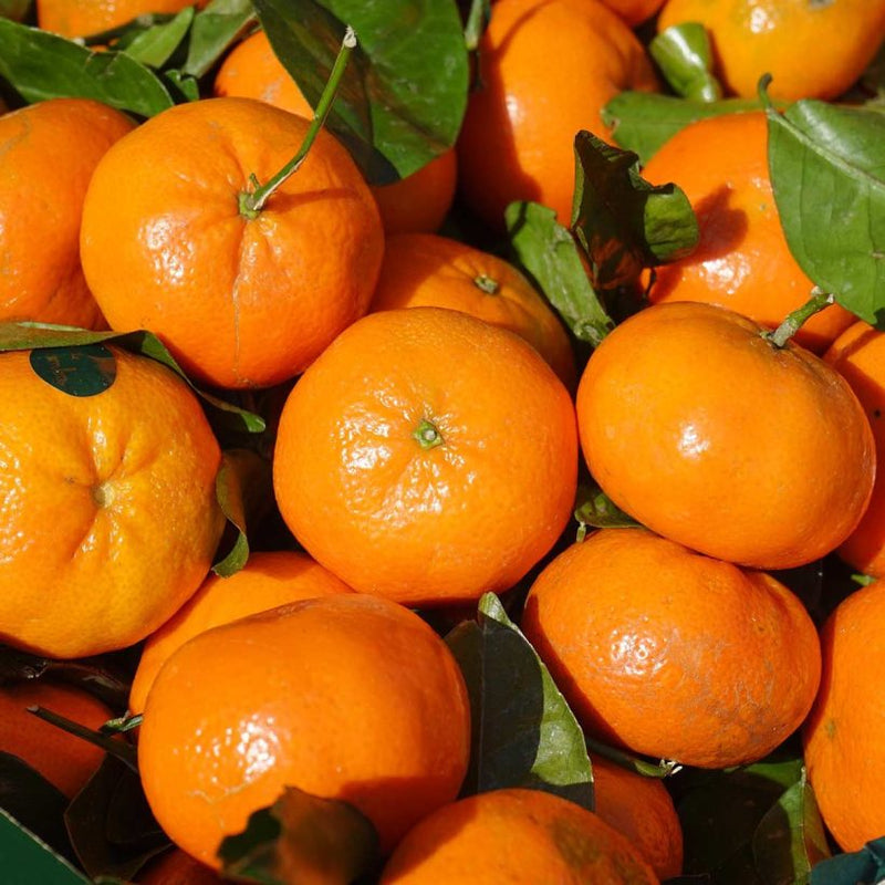 Alteya Organics Certified Organic Mandarin Oil 5
