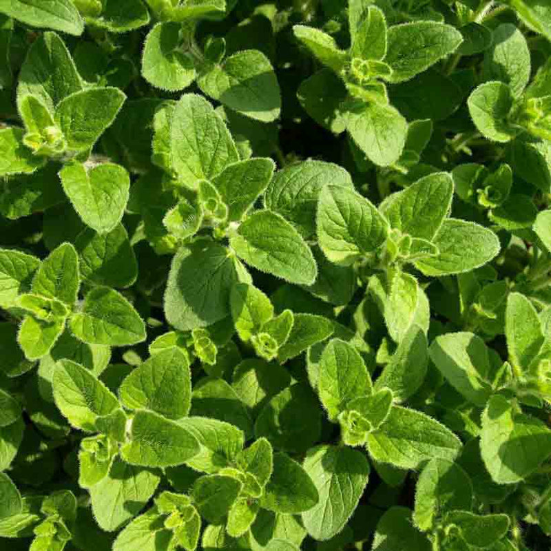 Alteya Organics Certified Organic Oregano Oil 4